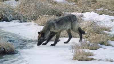 But blacktail is already
treading on thin ice. - Epic Yellowstone