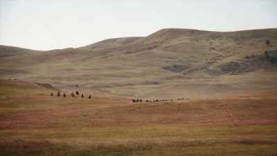 But, boy, they come over that hill,
one or two or three, - United States of Animals