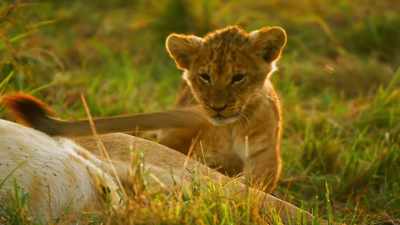 But bringing them up alone is
just too dangerous... - Serengeti