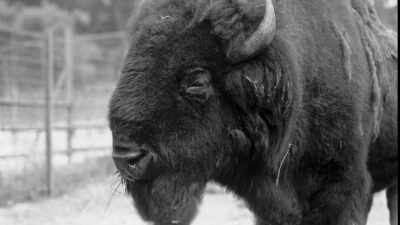 But Buffalo Jones would
have much better success-- - The American Buffalo