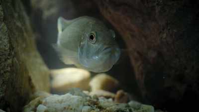 But this burtoni cichlid
has been hijacked. - Super/Natural