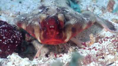 But, by far, the physical attribute
this fish is most famous for, - Absurd Planet