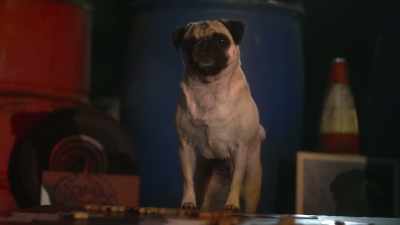 But my calculations,
you're due for a losin' hand - Junkyard Dogs