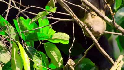 But they can be hard to find - The Secret Lives of Animals