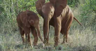 But it can burn a baby's skin, - The Elephant Queen