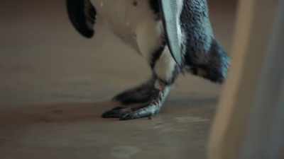 But they can't dig a nest in concrete. - Penguin Town