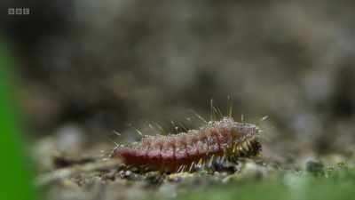 But this caterpillar
is a master trickster. - Wild Isles