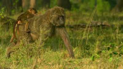 But when Cheka joined him,
everything changed. - Serengeti