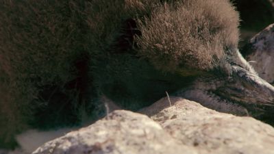 But this chick's mum is nowhere to be seen. - Hostile Planet