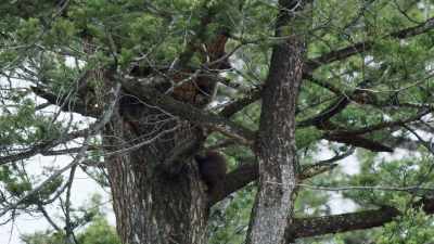 But climbing back down
to the ground can be tricky. - Epic Yellowstone