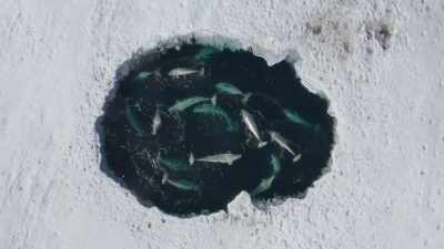 But this cold spell
is exceptionally severe. - Frozen Planet II