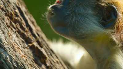 But colobus are the only
primates clever enough - The Secret Lives of Animals