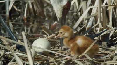 But concern for the egg
is quickly pushed aside - Epic Yellowstone