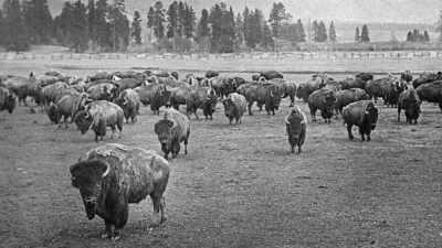 But Congress refused
to appropriate any money. - The American Buffalo