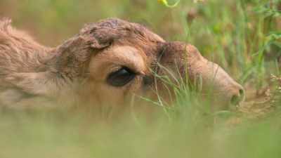 But conservation efforts have recently
started to make a difference. - Our Planet