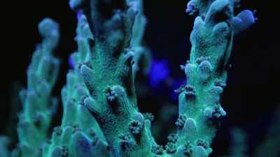But if corals are subjected
to prolonged - Attenborough's Life in Colour