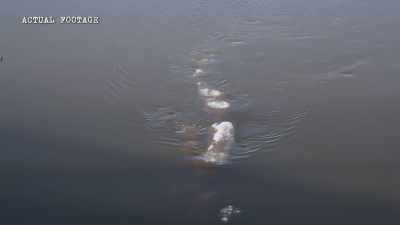 But could the serpent-like
ice creature - The Alaska Triangle
