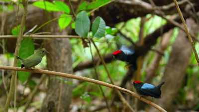 But, before deciding, - Dancing with the Birds