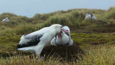 But despite all their efforts, - Blue Planet II