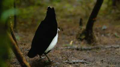 But despite Bob's virtuoso performance... - Dancing with the Birds