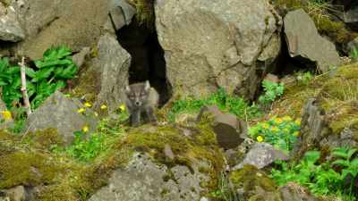 But determination alone
is not enough to survive - Wild Babies