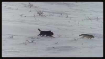 But it didn't take long - Epic Yellowstone
