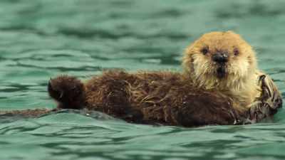 But diving for food - Wild Babies