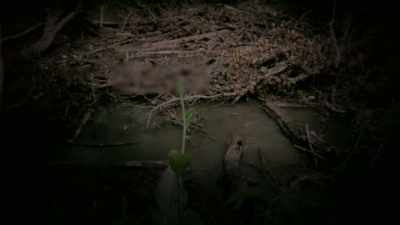But we do a search, - Unsolved Mysteries