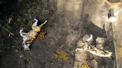 But we do know
that our painted dogs really like it. - Magic of Disney's Animal Kingdom