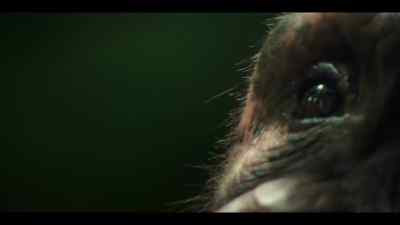 But they do share the forest with other primates. - Chimp Empire