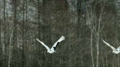 But do we take
these many wonders for granted? - When Nature Calls with Helen Mirren