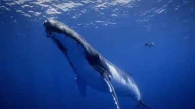 "But does he sing the same song" - Secrets of the Whales