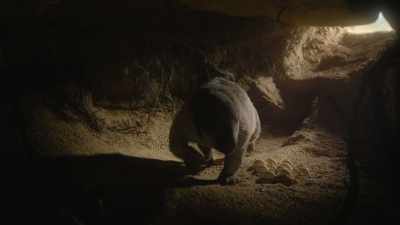 But she doesn't eat
this particular clutch. - Prehistoric Planet