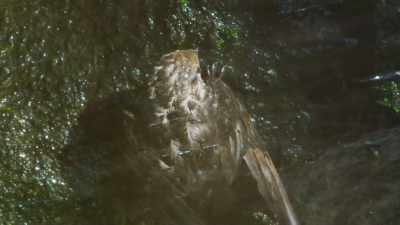 But they don't yet have
their parents' waterproof feathers. - Seven Worlds, One Planet