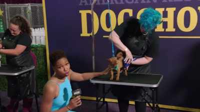 But don't you worry. This is not
where the pampering stops. - 2022 American Rescue Dog Show