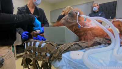 But even during her exam on the
table, she could not lay flat, - Secrets of the Zoo