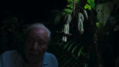 But during that time,
it provides food - The Green Planet