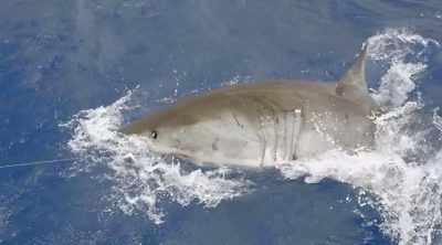 But each is capable
of a bite that results - Shark Attack Files