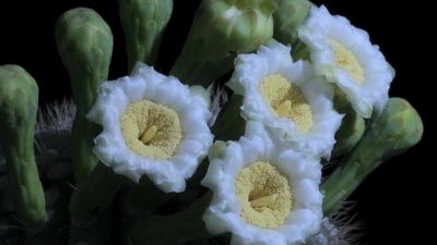 But when each flower opens, the cactus loses precious water. - Tiny World