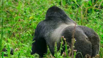 But efforts to protect the gorillas
mean that, today, - Our Great National Parks