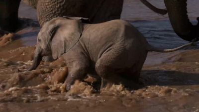 But emboldened by the adults, the infants step forward... - Chasing the Rains