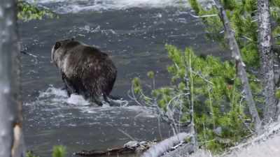 But her empty stomach pulls
her into the water nonetheless. - Epic Yellowstone
