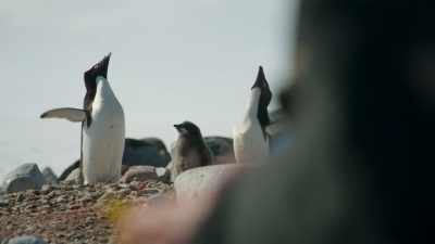 But this environment
is changing. - Frozen Planet II