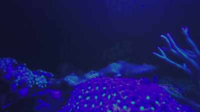 But even this extraordinary
adaptation is not enough - Attenborough's Life in Colour