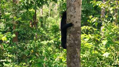 But, eventually, it looks like
the sun bear is starting to cooperate. - The Secret Lives of Animals
