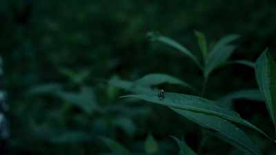 But for every firefly that gets caught, - Seven Worlds, One Planet