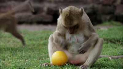 But for every
totally jacked meerkat, - When Nature Calls with Helen Mirren
