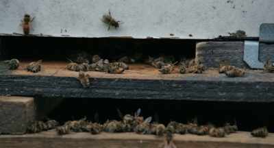 But is everybody
communicating enough - The Pollinators