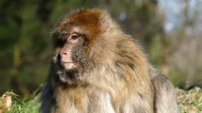But evolving primates
were deliberately - Truth Hunter