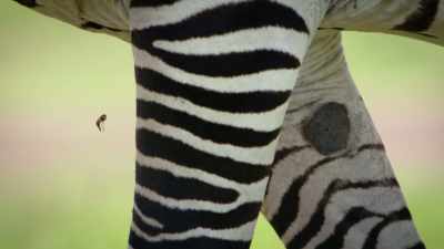 But few actually land on the zebra. - Attenborough's Life in Colour